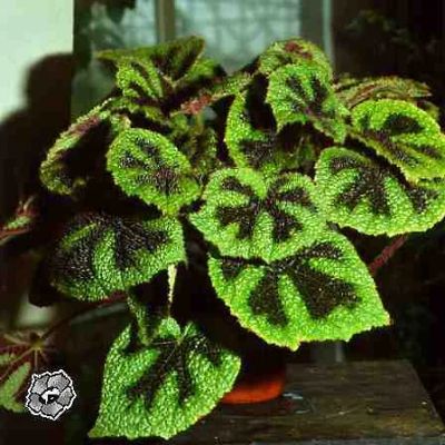 Лот: 4662709. Фото: 1. Бегония Masoniana. Горшечные растения и комнатные цветы