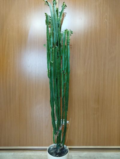 Лот: 25880942. Фото: 1. Молочай трёхгранный. Горшечные растения и комнатные цветы