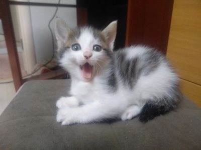 Лот: 16749070. Фото: 1. Котята. Кошки, котята