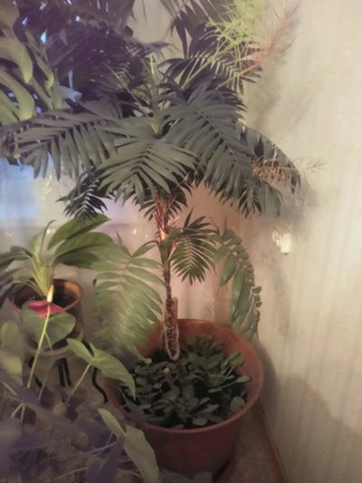 Лот: 19559439. Фото: 1. Хамедорея комнатная пальма. Напольная... Горшечные растения и комнатные цветы