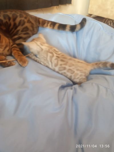 Лот: 18218259. Фото: 1. Мальчик минк сепия 24.09.21. Кошки, котята