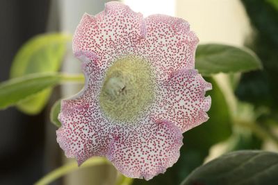 Лот: 3148260. Фото: 1. Глоксиния 21. Горшечные растения и комнатные цветы