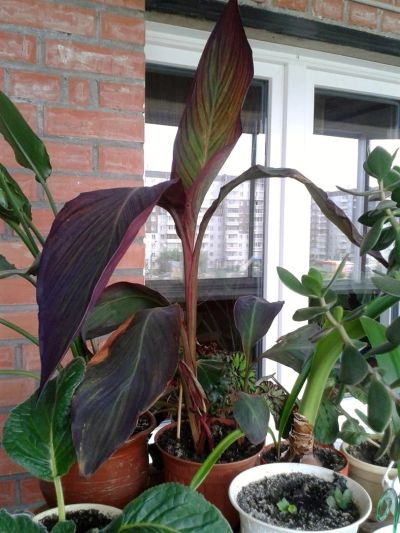 Лот: 2983878. Фото: 1. Канна большая несколько растений... Горшечные растения и комнатные цветы