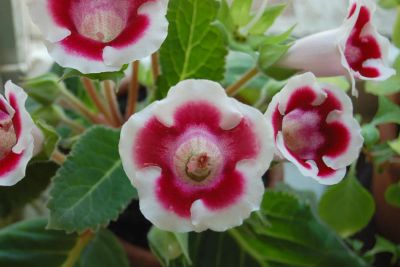 Лот: 5652840. Фото: 1. Глоксиния красно-белая, без горшка. Горшечные растения и комнатные цветы