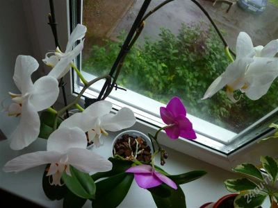 Лот: 2334976. Фото: 1. фаленопсис 12(цветки крупные)-отцвёл. Горшечные растения и комнатные цветы