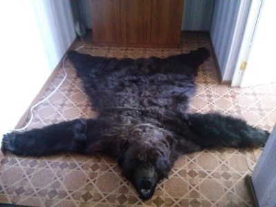 Лот: 3943474. Фото: 1. Шкура-ковер медведя. Ковры