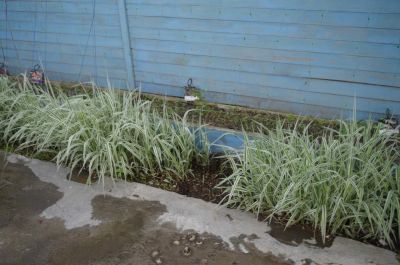 Лот: 7678676. Фото: 1. Фалярис. Другое (семена, рассада, садовые растения)