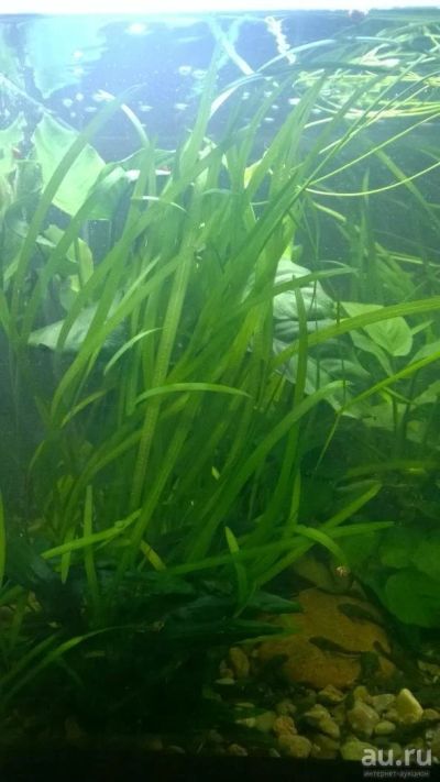 Лот: 9664685. Фото: 1. Валиснерия гигантская. Водные растения