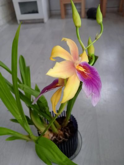 Лот: 22167866. Фото: 1. Орхидея мильтонопсис. Горшечные растения и комнатные цветы