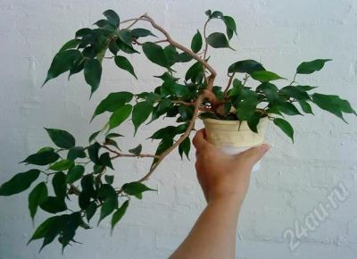 Лот: 496332. Фото: 1. Фикус "бонсаистый" :-). Горшечные растения и комнатные цветы