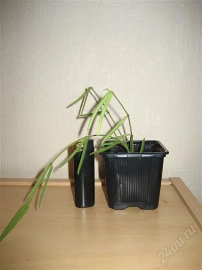 Лот: 814863. Фото: 1. Хойя Линеарис (Hoya linearis). Горшечные растения и комнатные цветы