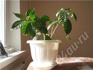 Лот: 433864. Фото: 1. Гардения взрослая, часто цветет. Горшечные растения и комнатные цветы