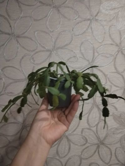 Лот: 25888974. Фото: 1. Шлюмбергера (декабрист). Горшечные растения и комнатные цветы