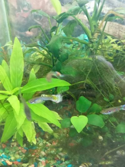 Лот: 25526004. Фото: 1. Гуппи (мальки). Рыбки