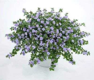 Лот: 11382492. Фото: 1. Bacopa Baristo Double Lavender... Садовые цветы