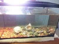 Лот: 3021974. Фото: 1. аквариум 36л. Аквариумы, террариумы