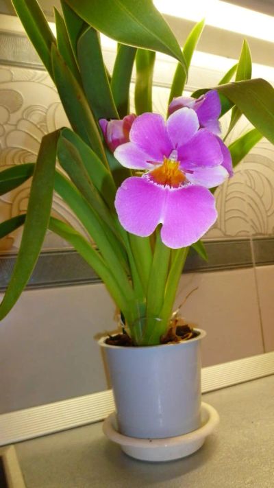 Лот: 4634094. Фото: 1. орхидея мильтония (Мильтония... Горшечные растения и комнатные цветы