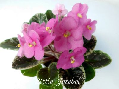 Лот: 8499440. Фото: 1. Мини фиалка сортовая Little Jezebel... Горшечные растения и комнатные цветы