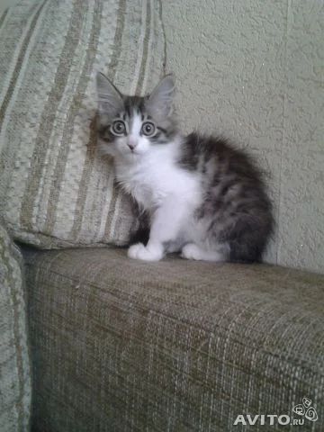 Лот: 4367804. Фото: 1. Котенок с повадками лисенка. Кошки, котята