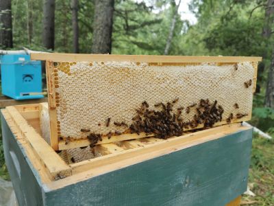 Лот: 20776168. Фото: 1. МЕД с сибирских дикоросов, сотовый... Мёд, продукты пчеловодства