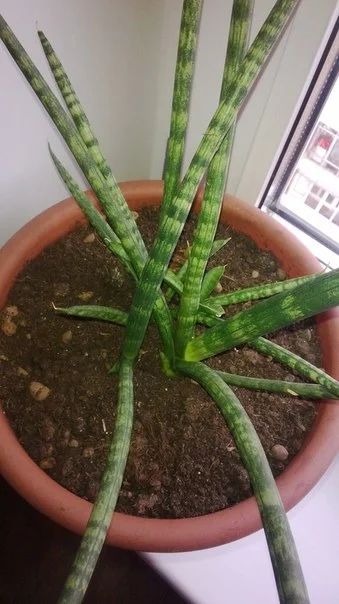 Лот: 4655779. Фото: 1. Сансевиерия цилиндрическая. Горшечные растения и комнатные цветы
