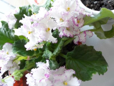 Лот: 6026850. Фото: 1. Фиалка. Горшечные растения и комнатные цветы