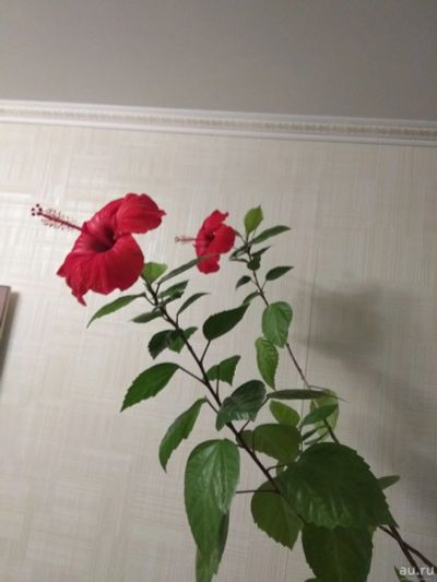 Лот: 18102040. Фото: 1. Гибискус, китайский тюльпан, молодые... Горшечные растения и комнатные цветы