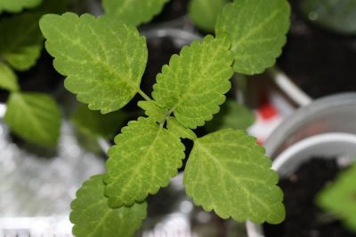 Лот: 3175679. Фото: 1. Колеус (крапивка) 9. Горшечные растения и комнатные цветы