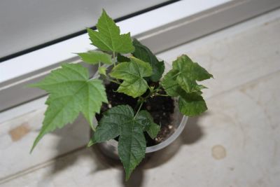 Лот: 3379357. Фото: 1. Абутилон Селло (комнатный клен... Горшечные растения и комнатные цветы