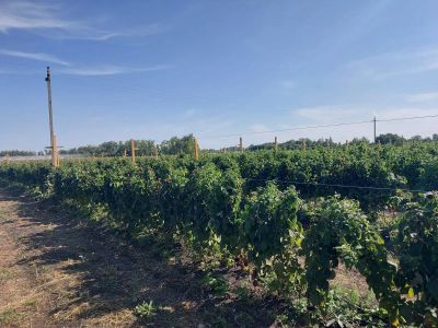 Лот: 25116851. Фото: 1. Рабочий на вахту (сельское хозяйство... Работа, вакансии