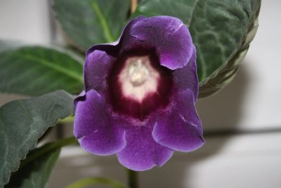 Лот: 5304414. Фото: 1. Глоксиния синяя (цветет!). Горшечные растения и комнатные цветы