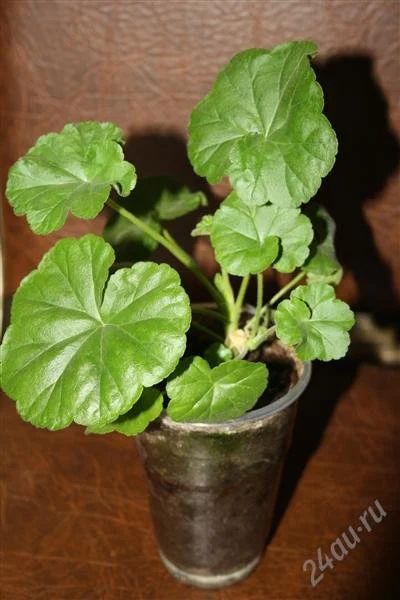 Лот: 2583583. Фото: 1. Герань. Горшечные растения и комнатные цветы