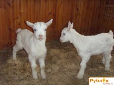 Лот: 5376391. Фото: 1. Козлятата новорожденные. Остальные животные