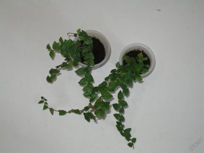 Лот: 5812801. Фото: 1. Фикус pumila 'Minima'. Горшечные растения и комнатные цветы