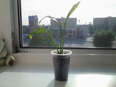 Лот: 7636457. Фото: 1. Спатифиллум. Горшечные растения и комнатные цветы