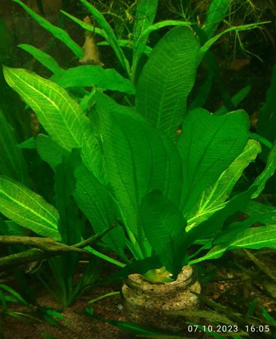 Лот: 19503188. Фото: 1. Эхинодорус Горемана Green Red... Водные растения