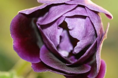 Лот: 3041474. Фото: 1. Глоксиния 5 (цветёт). Горшечные растения и комнатные цветы