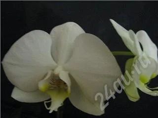 Лот: 495509. Фото: 1. орхидея фаленопсис. Горшечные растения и комнатные цветы