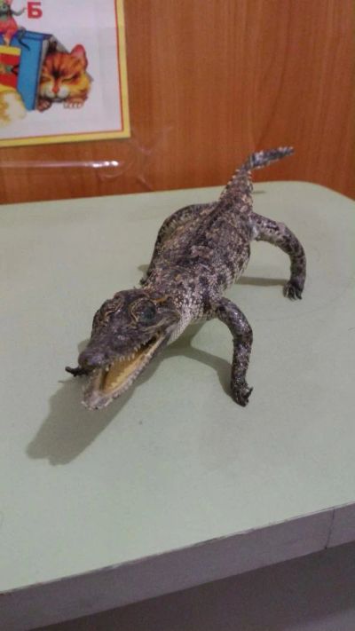 Лот: 6288820. Фото: 1. Чучело настоящего крокодила 30... Чучела животных, рога, шкуры