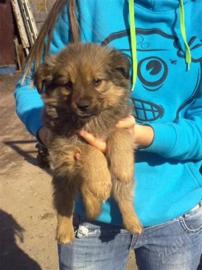 Лот: 1167305. Фото: 1. Щенки от маленькой собачки. Собаки, щенки