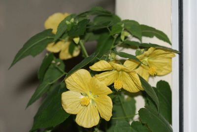 Лот: 4246963. Фото: 1. Абутилон Бэлла Желтый 2. Горшечные растения и комнатные цветы