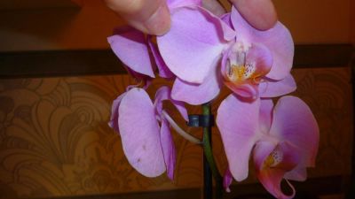 Лот: 4771807. Фото: 1. Орхидея фаленопсис Н18 (отцветает... Горшечные растения и комнатные цветы