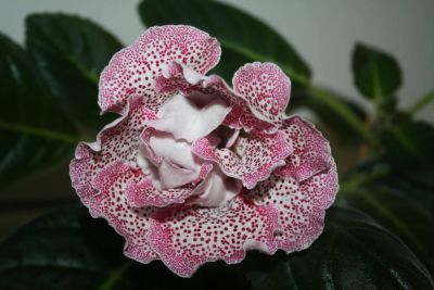 Лот: 5376343. Фото: 1. Глоксиния махровая - ситец красный... Горшечные растения и комнатные цветы