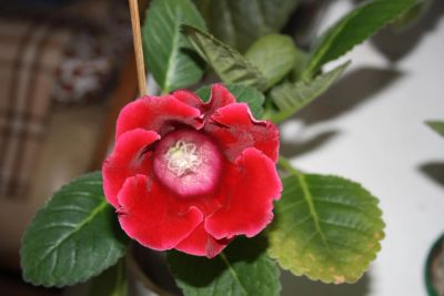 Лот: 4236810. Фото: 1. Глоксиния красная простая 4. Горшечные растения и комнатные цветы