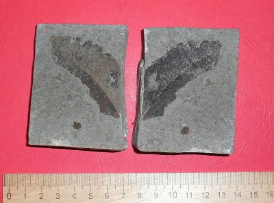 Лот: 19892799. Фото: 1. Двойной отпечаток листа ископаемого... Минералы и окаменелости