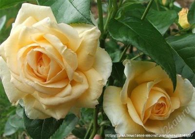 Лот: 2739229. Фото: 1. Розы Чайно-Гибридные (саженцы). Садовые цветы