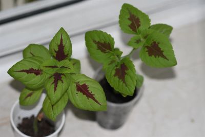 Лот: 3123564. Фото: 1. Колеус (крапивка) 4. Горшечные растения и комнатные цветы