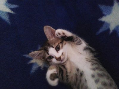 Лот: 6050379. Фото: 1. Полосатый озорник-котенок. Кошки, котята