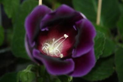 Лот: 4260948. Фото: 1. Глоксиния фиолетовая простая 2... Горшечные растения и комнатные цветы