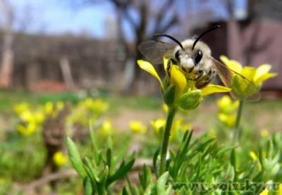 Лот: 3964335. Фото: 1. дача. Дачи